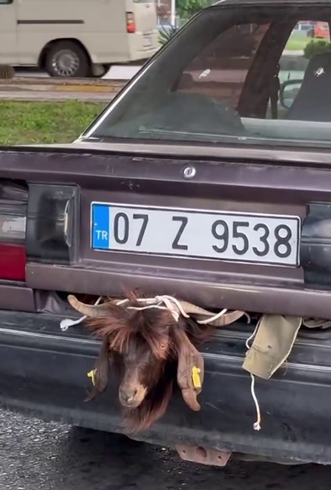 Otomobil bagajındaki kurbanlığın halini görenler gözlerine inanamadı