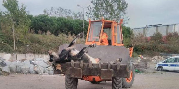 Otomobil çarpan 2 inek telef oldu; ceza korkusuyla sahiplenen çıkmadı