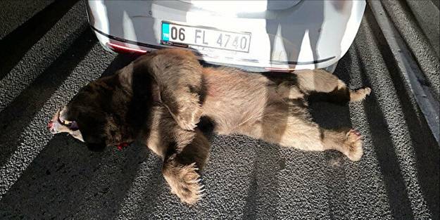 Otomobil çarpan boz ayı öldü