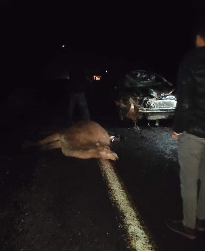 Otomobil deve sürüsünün arasına daldı: 4 deve telef oldu 