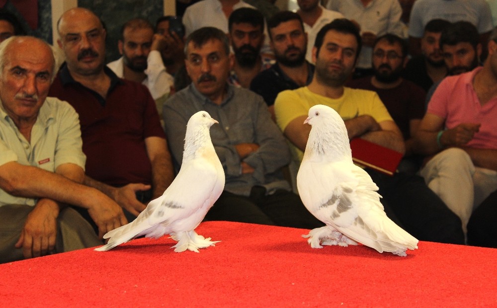 Otomobil fiyatına güvercin 