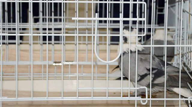 Otomobil fiyatına güvercin