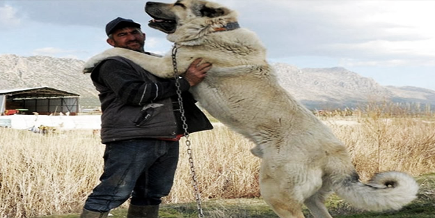 Otomobil fiyatına kangal!