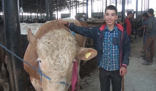 Otomobil fiyatına kurbanlık satılıyor