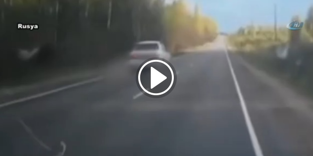 Otomobil geyiğe çarptı!