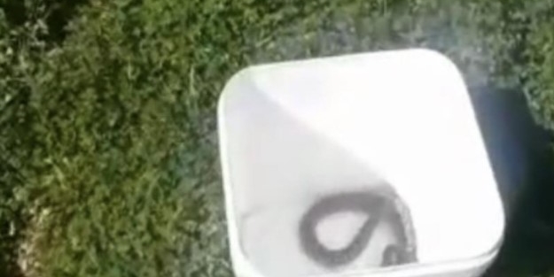 Otomobil içindeki yılan doğaya bırakıldı