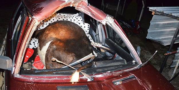 Otomobil ineğe çarptı: 2 yaralı