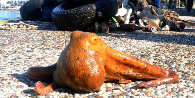 Otomobil lastiğinden ahtapot çıktı!