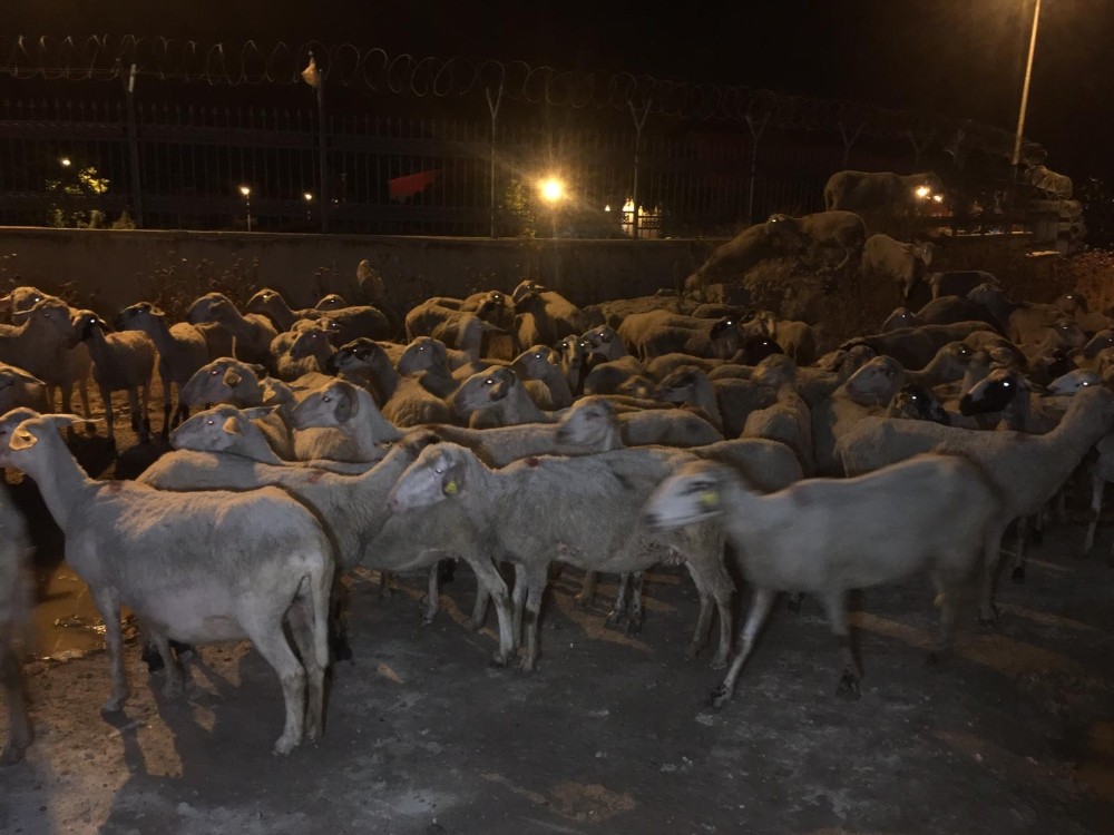 Otomobil sürüye çarptı, 2 koyun telef oldu 