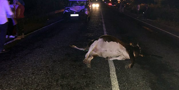 Otomobil yola savrulan ineğe çarptı: 3 yaralı
