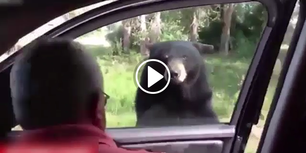 Otomobilden ayının fotoğrafını çekenlere şok!