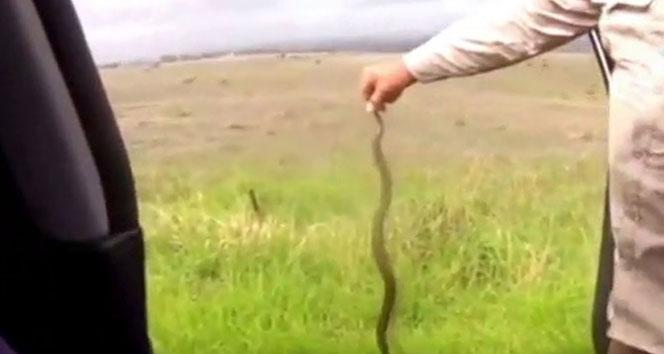 Otomobilden yılan çıktı