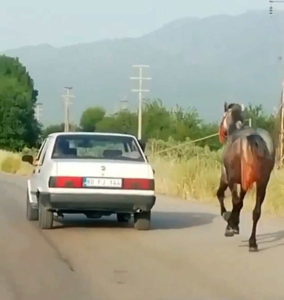 Otomobile bağladıkları atı metrelerce koşturdular 