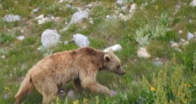 Otomobilin camını kıran ayı araç içerisinde bırakılan yiyeceklerle karnını doyurdu