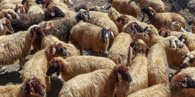 Otomobilin çarptığı 20 koyun telef oldu