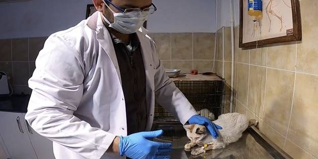 Otomobilin çarptığı hamile kedi tedavi edildi