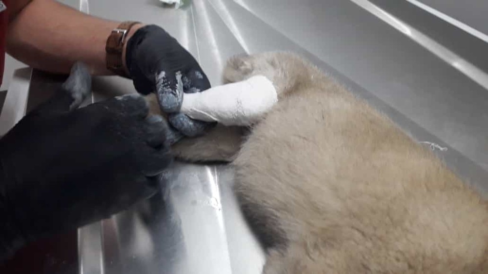 Otomobilin çarptığı yavru köpeğe hayırsever vatandaşlar sahip çıktı 