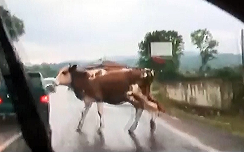 Otomobilin ineğe çarpma anı saniye saniye kaydedildi 