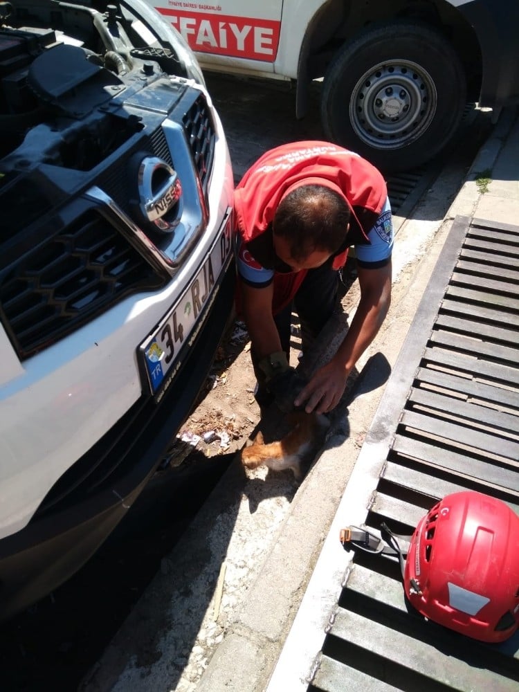 Otomobilin motor bölümüne giren kedi yavrusunu itfaiye kurtardı 