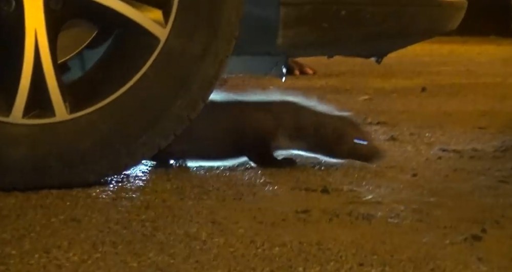 Otomobilin motor bölümüne sıkışan gelincik kurtarıldı 