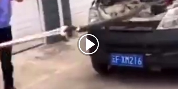 Otomobilinden 3 metrelik kral kobra çıktı