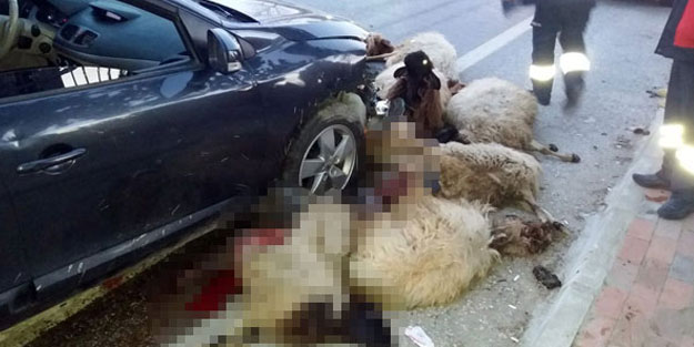 Otomobille sürüye çarptı, 17 koyun telef oldu