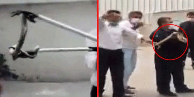 Otoparkta inanılmaz görüntüler! 1.5 metrelik yılan böyle yakalandı