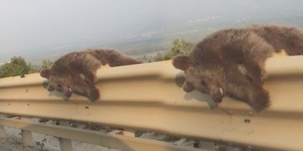 Otoyolda ayı paniği!