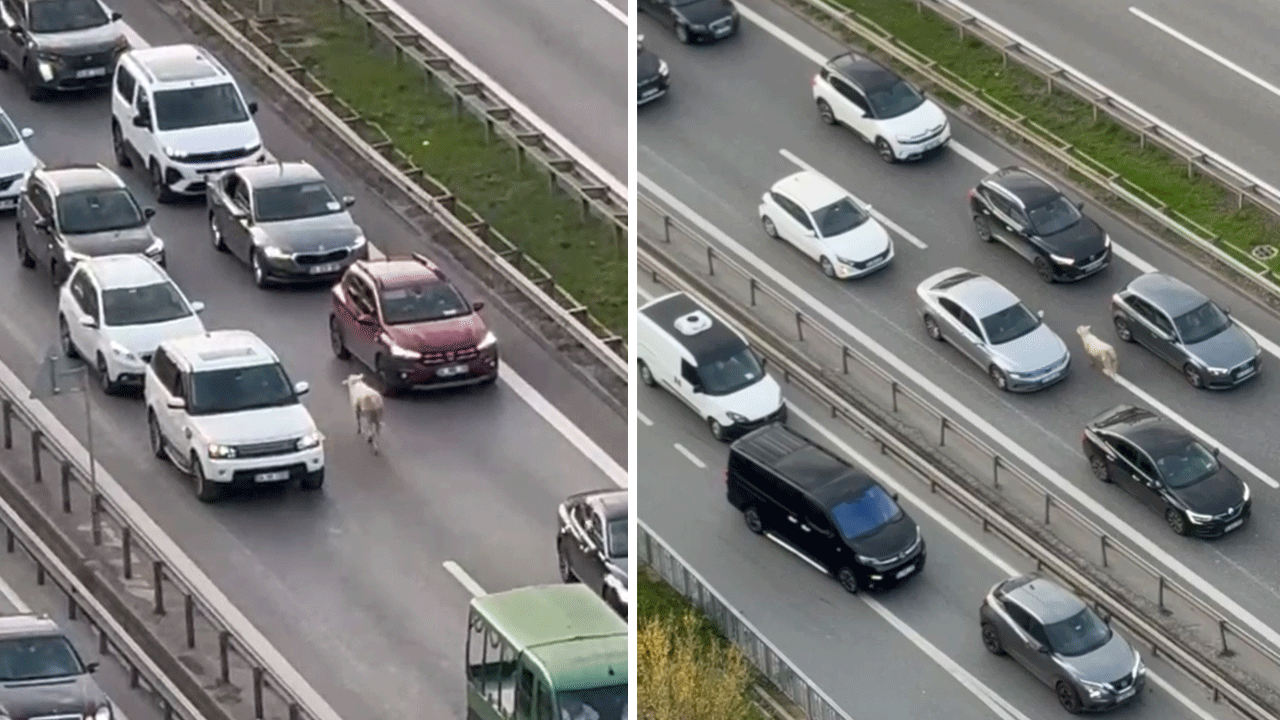 Otoyolda ters yönde ilerleyen koyun İstanbul trafiğini durdurdu