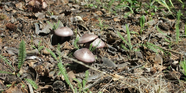 Ölüm mantarı yolda... Karadeniz bölgesi için acil uyarı!