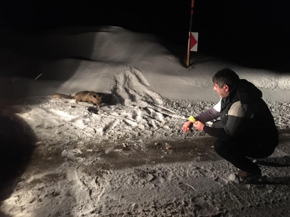 Ovit’te aç kaldığı için yola inen tilkiyi bisküvi ile besledi 