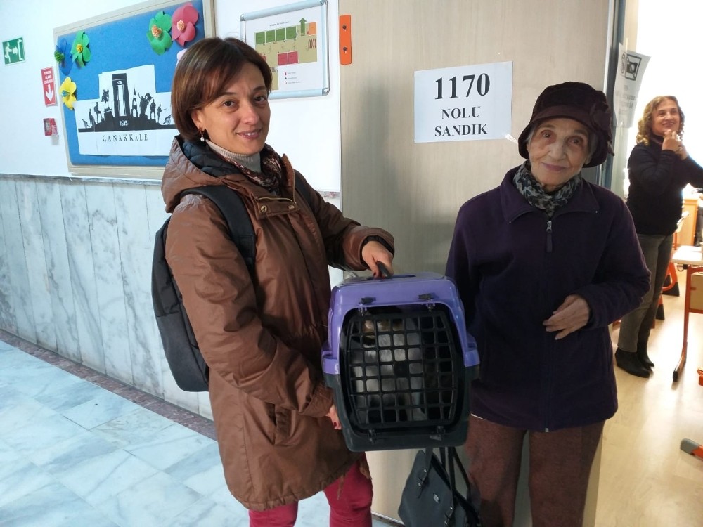 Oy kullanmaya kedisiyle beraber geldi 