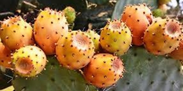 Öyle bir faydası var ki... - FOTO