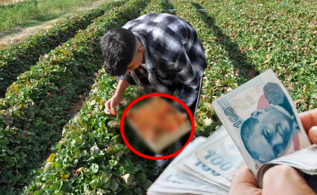 Öyle bir şey ekti ki, 7’den 70’e herkes sıraya girdi! Çuvalla para kazanıyor! Vay anasını