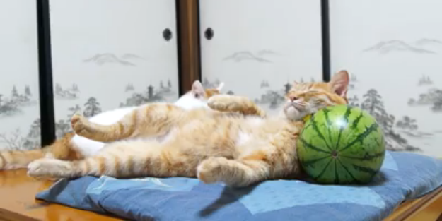 Öyle bir uykusu gelmiş ki... - VIDEO