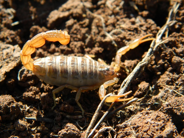 Oysa 40 yıldır biliniyordu! Yeni bir tür olduğu ortaya çıktı