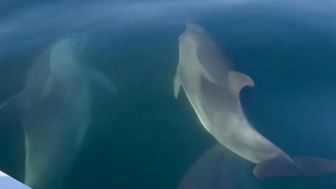 Oysa balık tutmaya çıkmıştı! Her şeyi unuttu