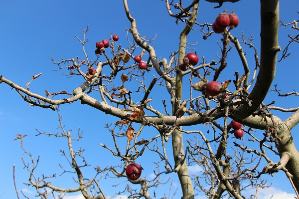 Oysa hasat 4 ay önce yapılmıştı! O ilimizde çiftçiler şaşkın