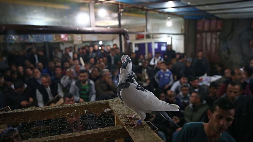 Oyun değil, güvercin kahvehanesi!