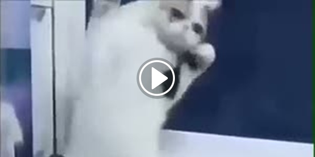 Oyun havasında yerinde duramayan sevimli kedi