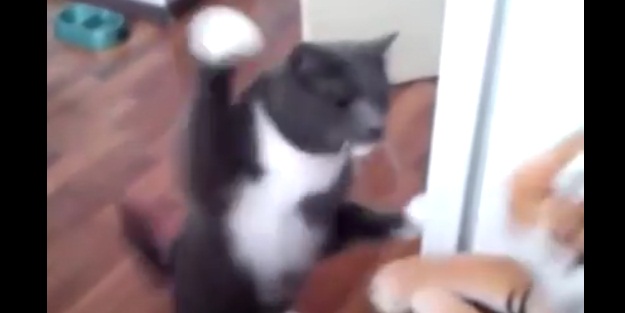 Oyuncak kaplana kafa tutan kedi