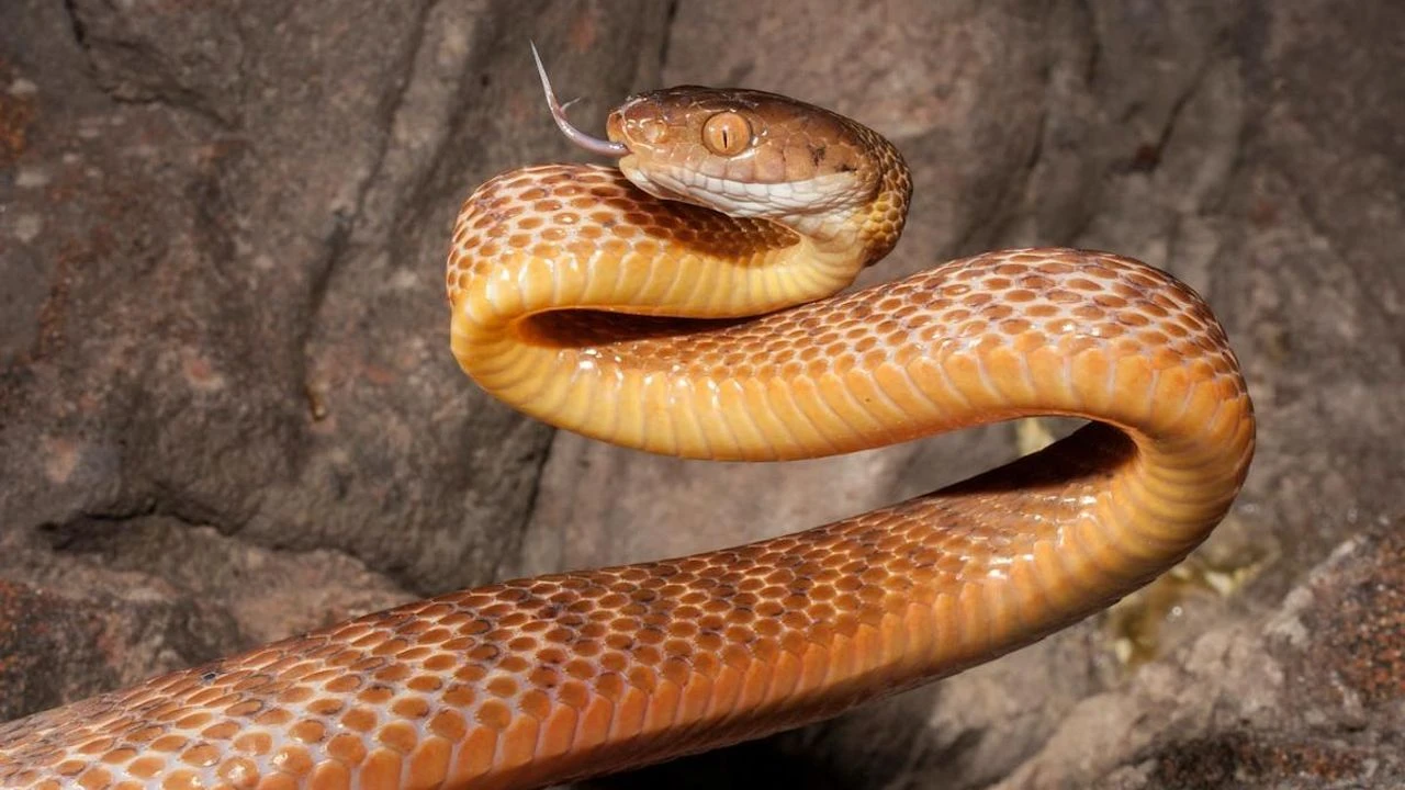 Oyuncaktan zehirli yılan çıktı!