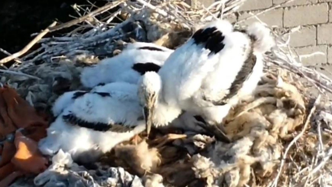 Özalp’te göç etmeyen leylekler yavruladı