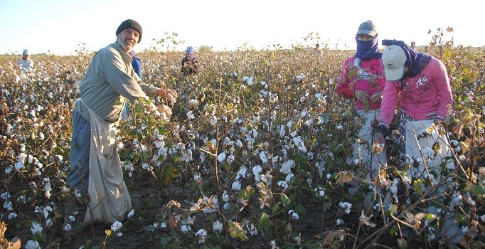 Özbekistan pamuk arazilerini daraltıyor