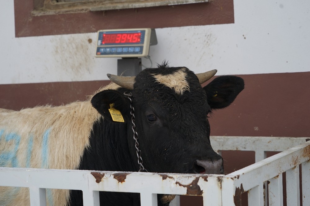 (Özel) 15 kilo doğan prematüre buzağı, 14 ayda 395 kiloya ulaştı 