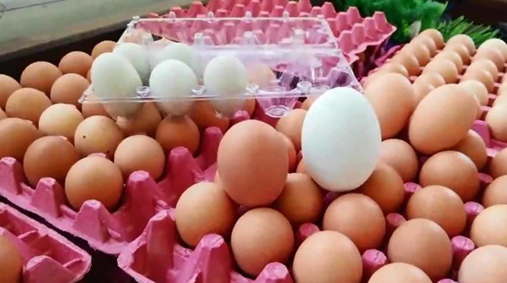 (Özel) 156 gramlık yumurta şaşırtıyor 