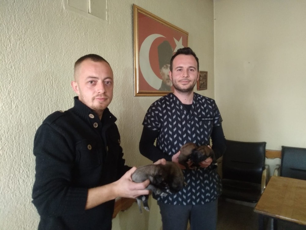 (Özel) 4 yavru köpeği çuvala koyup çöpe attılar 