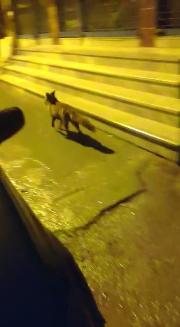 (Özel) Aç kalan tilki Pendik’e indi 
