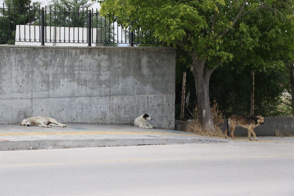 (Özel) Ansızın saldırdılar.. sonrası felaket 