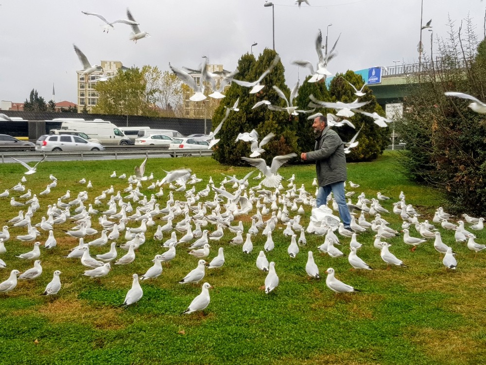 (Özel) Bakırköy’de her gün yüzlerce martıyı elleriyle besliyor 